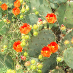 Orange Prickly Pear cactus plants, 6 to 8 inc tall, 2 plants