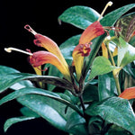 Black Pagoda Lipstick Plant Aeschynanthus, In 2 Inc Pot