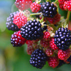 2 Blackberry Plants, Thornless Blackberry Plants Live, Blackberry Bush Live Plant, Blackberries Plants for Planting, Fruit Bushes Live Plant, Blackberry Fruit Trees 5 to 9 Inches Tall