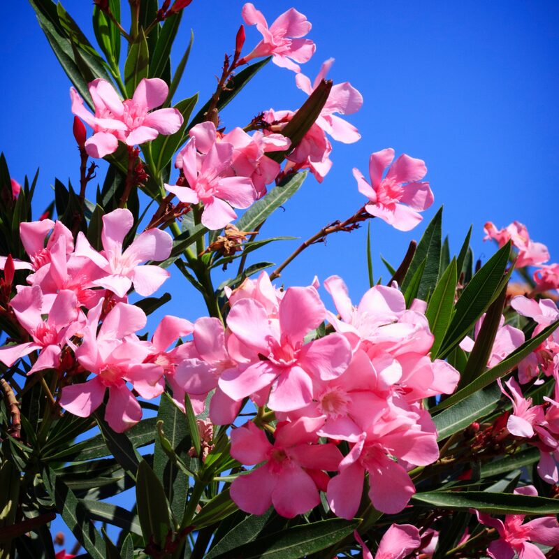 Pink Oleander
