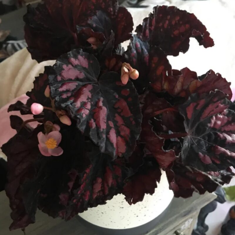 Black Beauty Heart Begonia Plant Potted