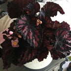 Black Beauty Heart Begonia Plant Potted