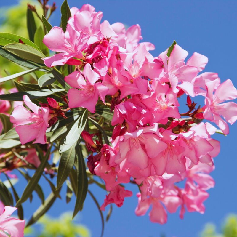 Pink Oleander