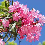 Pink Oleander