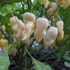 White Bhut Jolokia Ghost Chili Pepper Live Plants For Sale - Set 10 - World Hottest Pepper For Planting - Easy To Transplant - Well Rooted &amp; Healthy