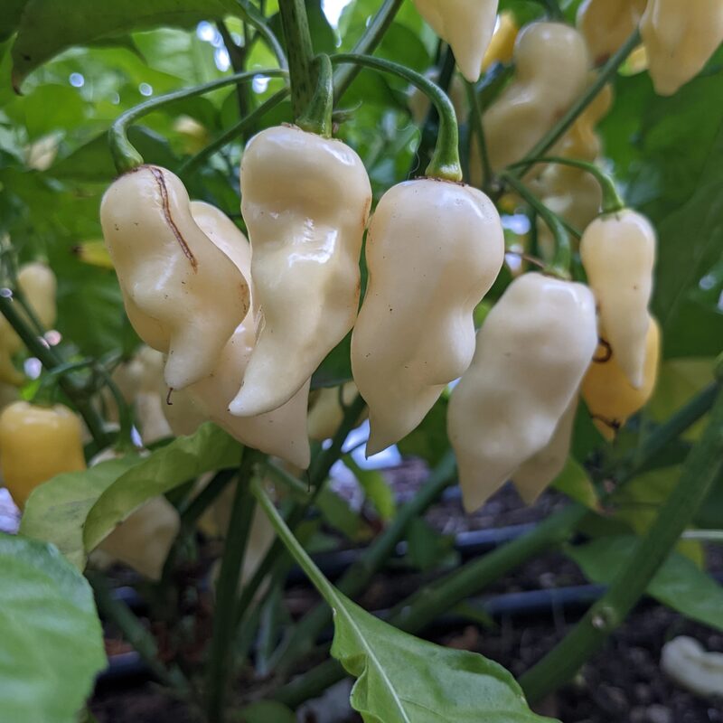 White Bhut Jolokia Ghost Chili Pepper Live Plants For Sale - Set 10 - World Hottest Pepper For Planting - Easy To Transplant - Well Rooted &amp; Healthy