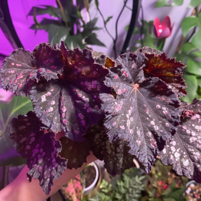 Black Beauty Heart Begonia Plant Potted