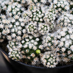 White Snowcap Cactus Plant