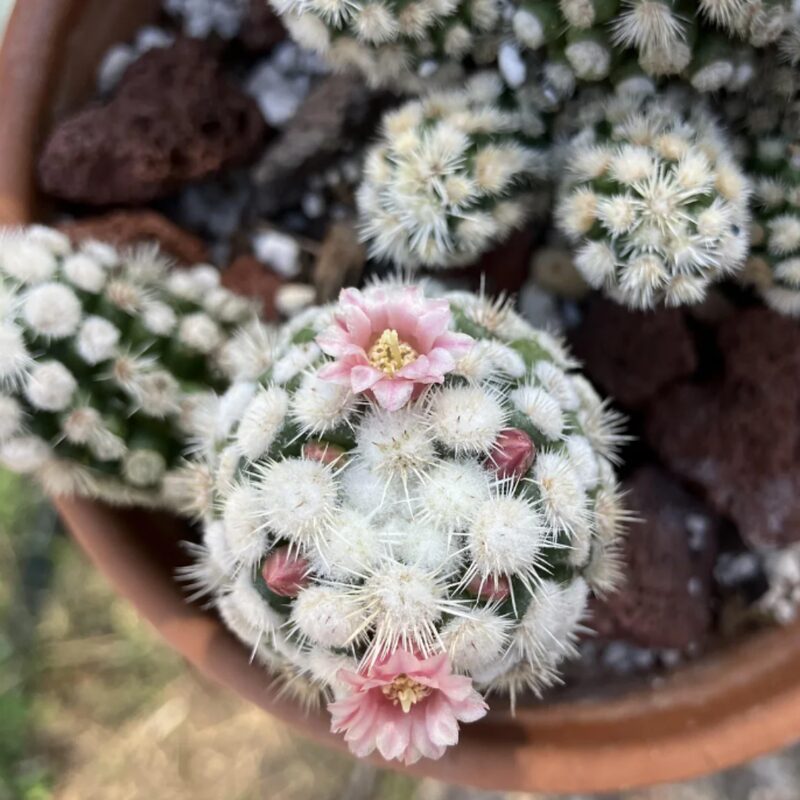 White Snowcap Cactus Plant