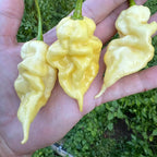 White Bhut Jolokia Ghost Chili Pepper Live Plants For Sale - Set 10 - World Hottest Pepper For Planting - Easy To Transplant - Well Rooted &amp; Healthy
