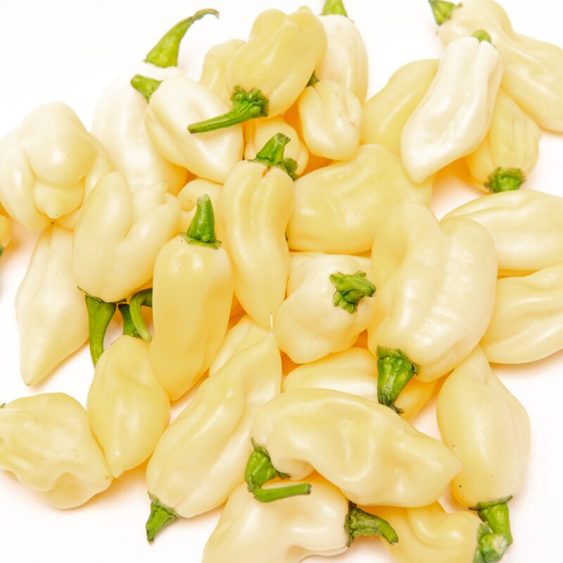 White Bhut Jolokia Ghost Chili Pepper Live Plants For Sale - Set 10 - World Hottest Pepper For Planting - Easy To Transplant - Well Rooted &amp; Healthy