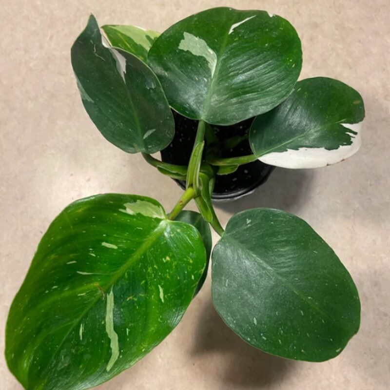 White Princess Philodendron Plant