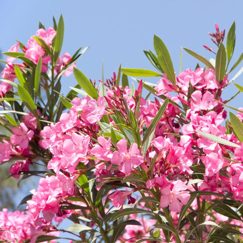Pink Oleander Tree Live Plant