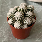 White Snowcap Cactus Plant