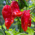 Red Bhut Jolokia Ghost Chili Pepper Live Plants For Sale - Set 4 - World Hottest Pepper For Planting - Easy To Transplant - Well Rooted &amp; Healthy