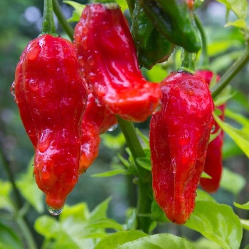 Red Bhut Jolokia Ghost Chili Pepper Live Plants For Sale - Set 4 - World Hottest Pepper For Planting - Easy To Transplant - Well Rooted &amp; Healthy