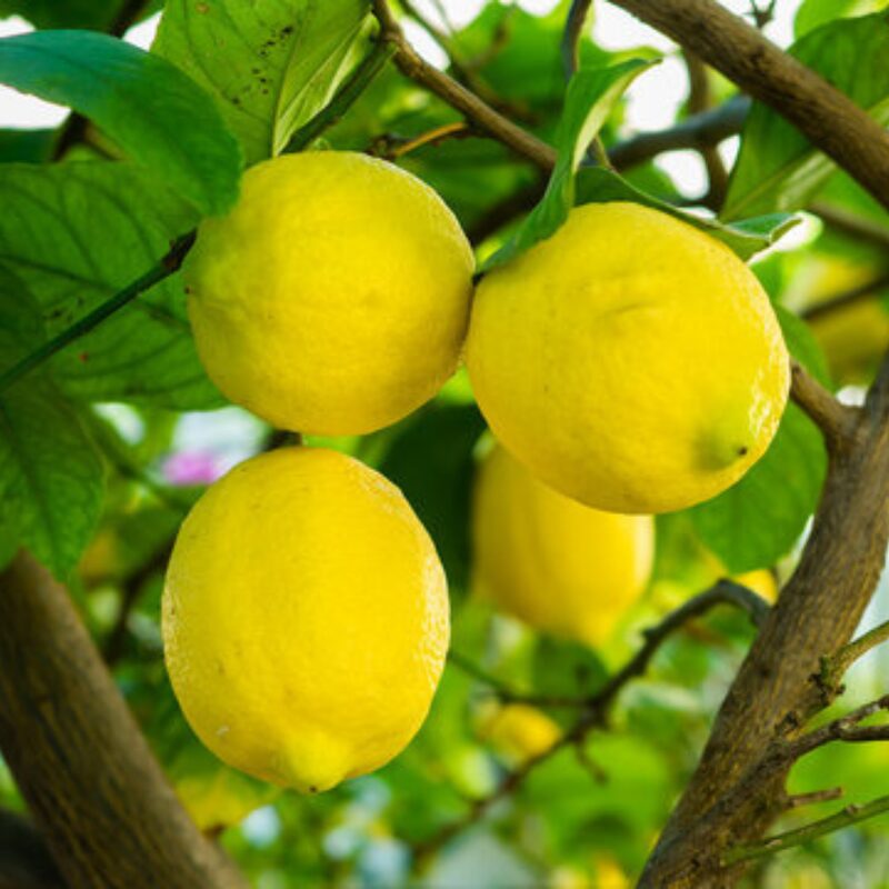 Meyer Lemon Tree Live Plant