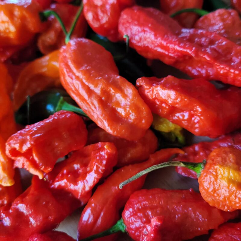 Red Bhut Jolokia Ghost Chili Pepper Live Plants For Sale - Set 6 - World Hottest Pepper For Planting - Easy To Transplant - Well Rooted &amp; Healthy