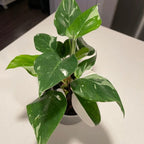 White Princess Philodendron Plant
