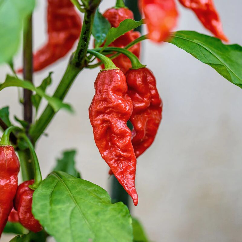 Red Bhut Jolokia Ghost Chili Pepper Live Plants For Sale - Set 10 - World Hottest Pepper For Planting - Easy To Transplant - Well Rooted &amp; Healthy