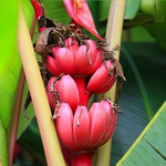 2 Red Banana Plants 4-8 Inc