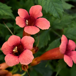 Trumpet Plant Live, Trumpet Vine In 2.5 Inch Pot (Flamenco Red, Orange, Yellow, Red)