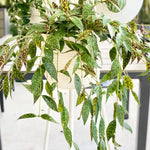Aeschynanthus Black Pagoda Lipstick Plant Live, 2 Inch Pot