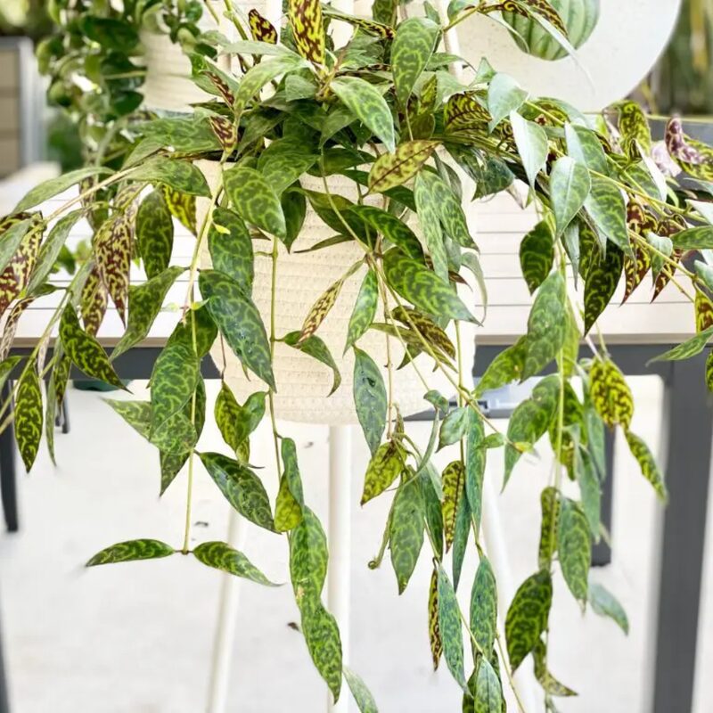 Aeschynanthus Black Pagoda Lipstick Plant Live, 2 Inch Pot