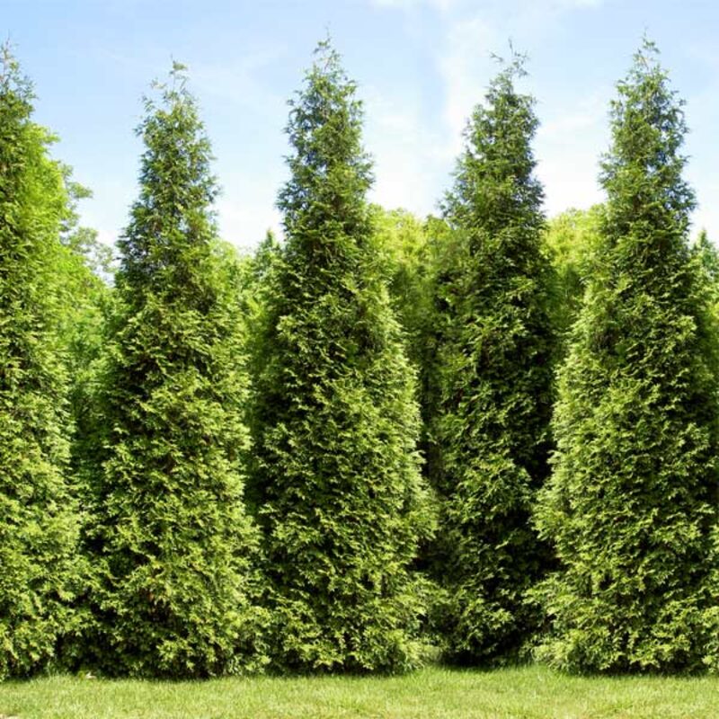 100 Leyland Cypress Hedge Shrub Plants Live Trees - Zone: 5-9