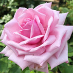 La France Rose Bush