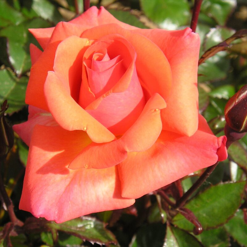 Mercedes Rose Bush