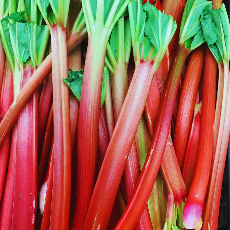 Rhubarb Plant
