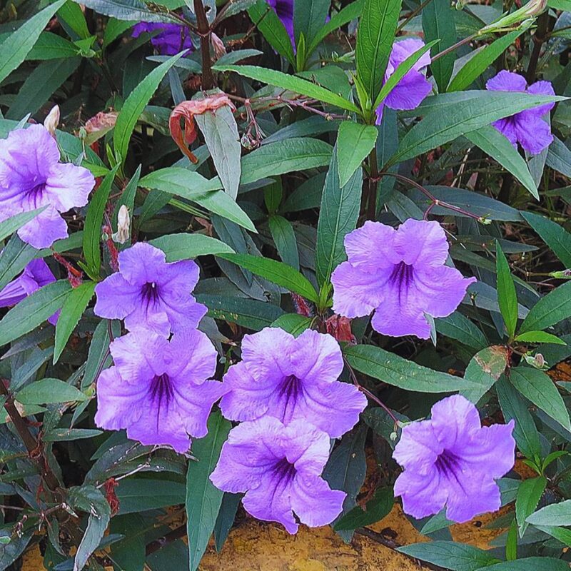 Mexican Petunia Plant