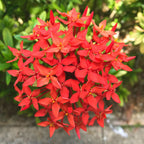 Red Ixora Plant Live - 5 Inc Tall