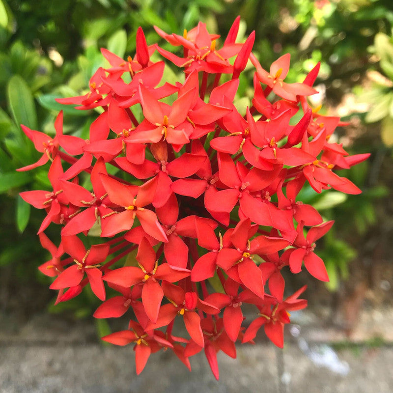 Red Ixora Plant Live - 5 Inc Tall