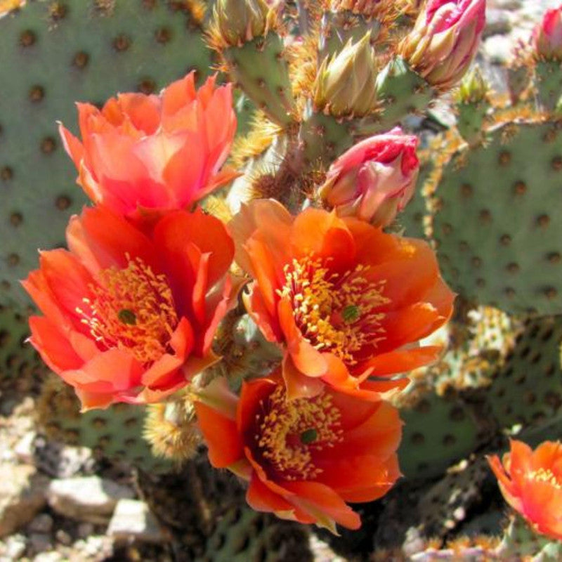 Orange Prickly Pear cactus plants, 6 to 8 inc tall, 2 plants