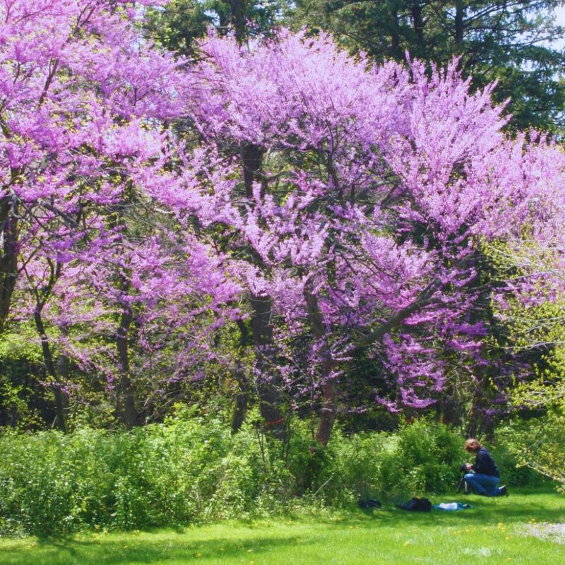 Pink Redbud Tree Live Plant - 2 to 3 Ft - Cercis - Zones 5-9 - 2 Year-Old Seedling Red Bud Trees Live Plants Outdoor Fast Growing