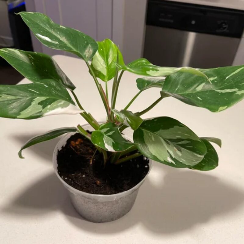 White Princess Philodendron Plant