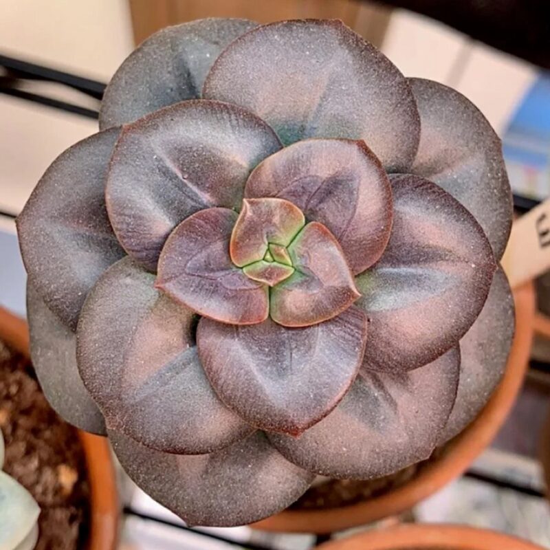 Echeveria Chroma Multiple Heads Succulent Plants