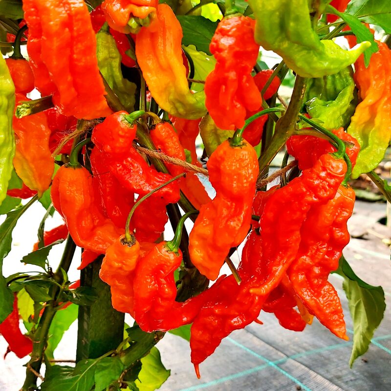 Red Bhut Jolokia Ghost Chili Pepper Live Plants For Sale - Set 12 - World Hottest Pepper For Planting - Easy To Transplant - Well Rooted &amp; Healthy