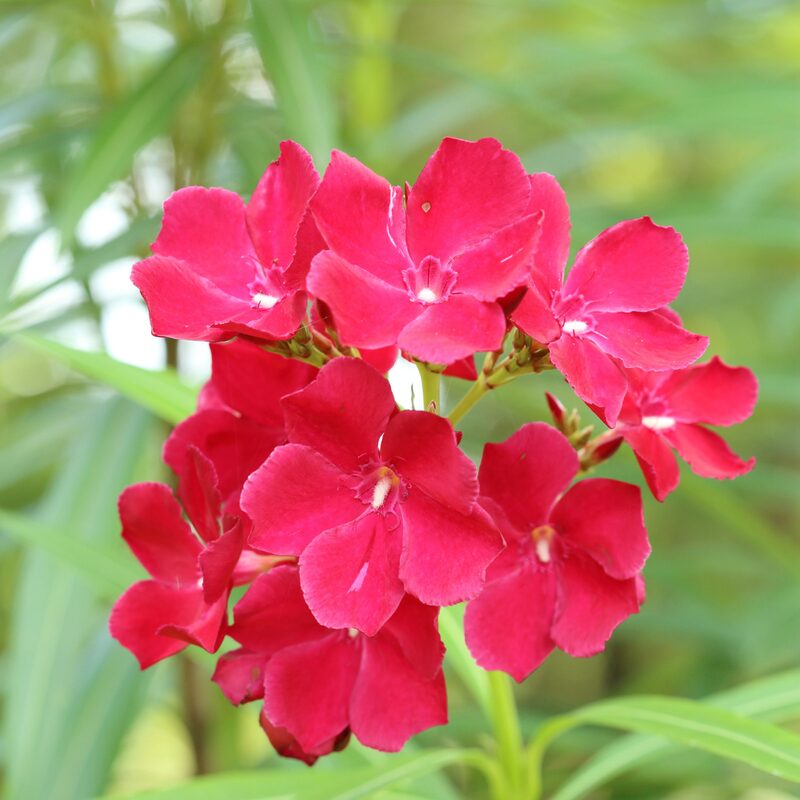 Red Oleander Plant Live