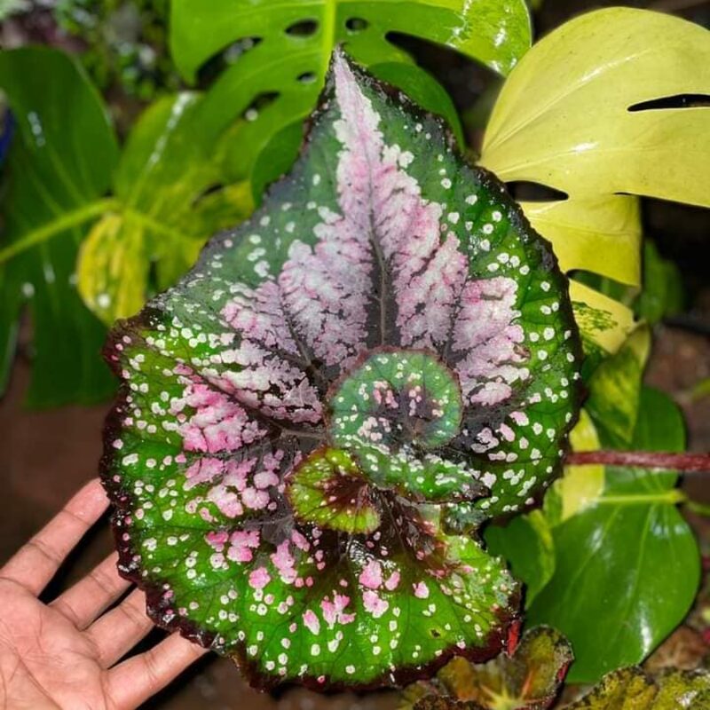 Draco Begonia Plant Potted
