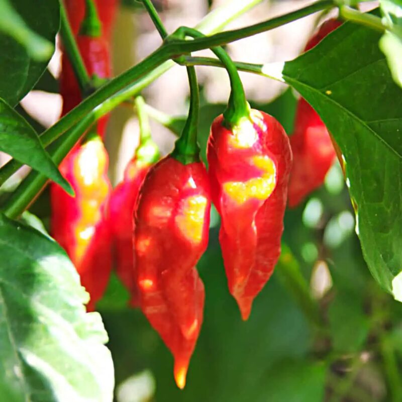 Red Bhut Jolokia Ghost Chili Pepper Live Plants For Sale - Set 6 - World Hottest Pepper For Planting - Easy To Transplant - Well Rooted &amp; Healthy