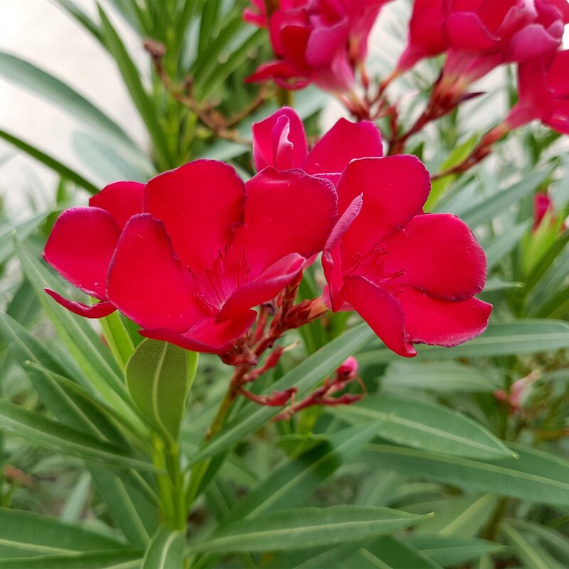 Red Oleander