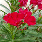 Red Oleander