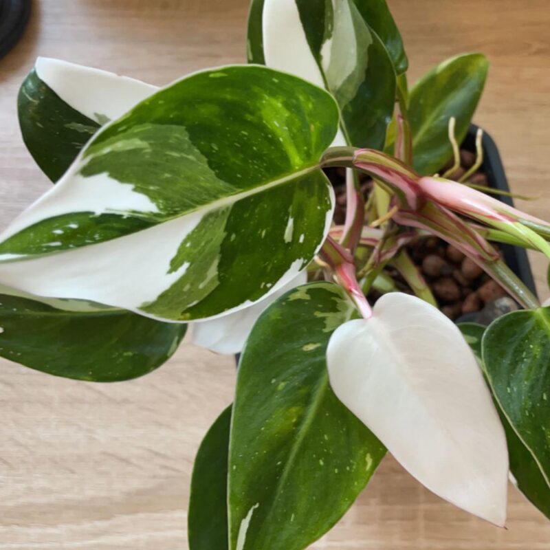 White Princess Philodendron Plant