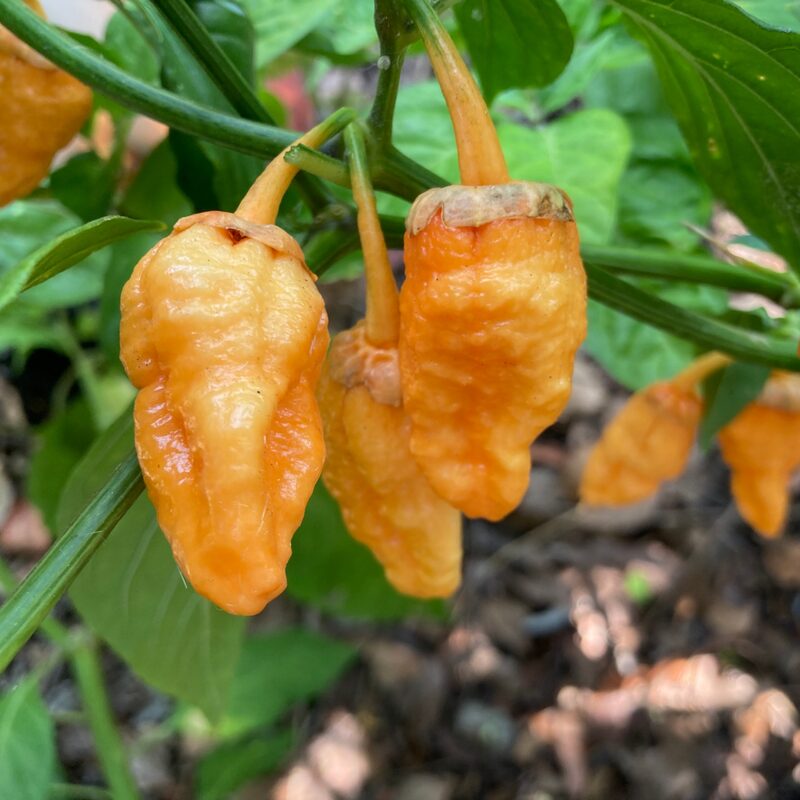 Peach Bhut Jolokia Ghost Chili Pepper Live Plants For Sale - Set 2 - World Hottest Pepper For Planting - Easy To Transplant - Well Rooted &amp; Healthy