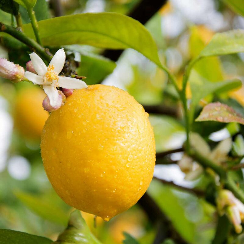 Bears Lemon Tree Live Plant