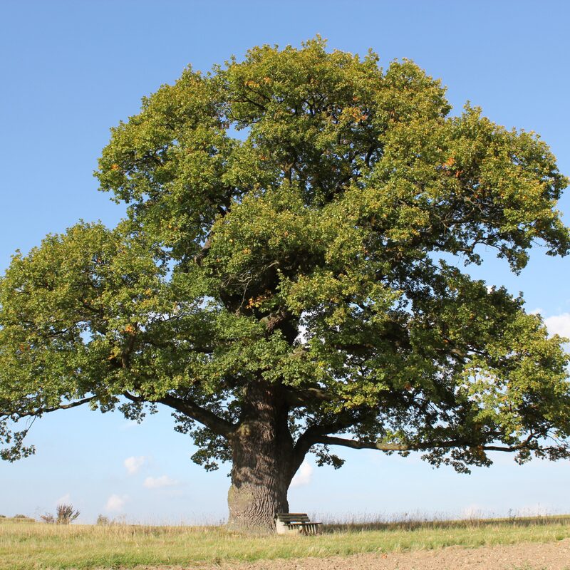 Chinkapin Oak Tree 1 To 2 Feet Height No Pot For Planting