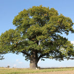 Chinkapin Oak Tree 1 To 2 Feet Height No Pot For Planting
